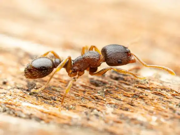 Tetramorium immigrans ant
