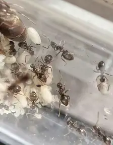 Lasius niger colony in a test tube
