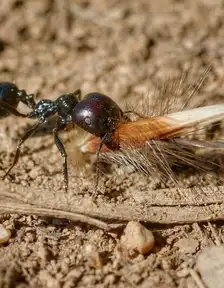 Messor barbarus major worker