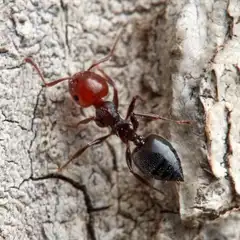 Ameise der Art Crematogaster scutellaris
