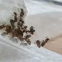 Ameise der Art Lasius emarginatus
