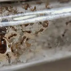 Ameise der Art Pheidole pallidula