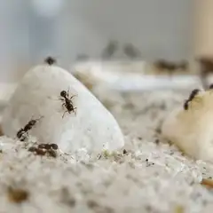 Tetramorium caespitumのアリ