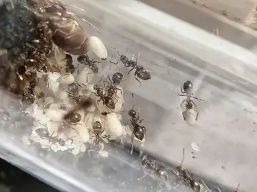 Lasius niger ant