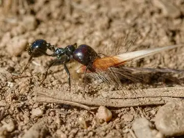 Messor barbarus ant