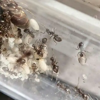 Lasius niger queen with her workers and brood in a test tube, the species of my very first colony