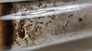 Pheidole pallidula