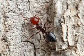 Crematogaster scutellaris