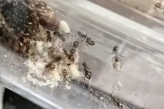 Lasius niger