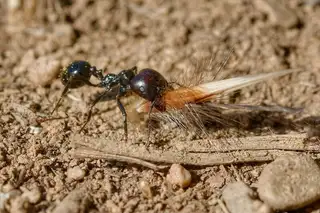 Messor barbarus