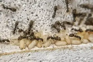 Formica cinerea
