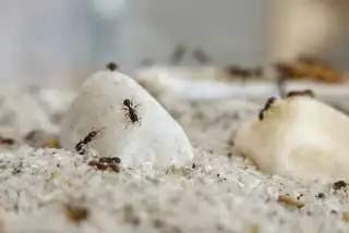 Tetramorium caespitum