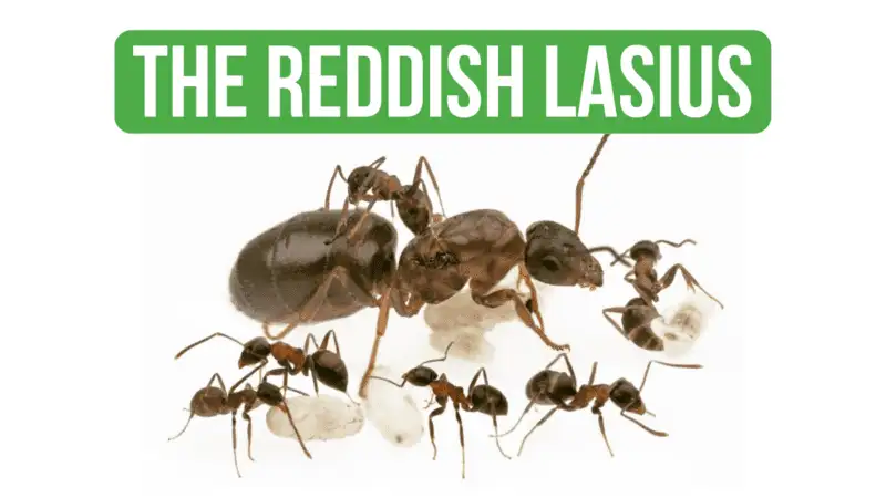How To Care for Lasius Emarginatus