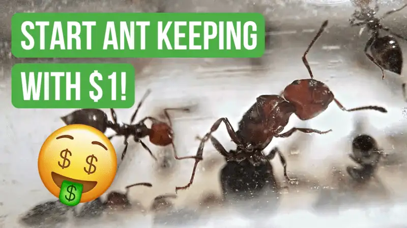 How To Start Ant Keeping With Less Than $1