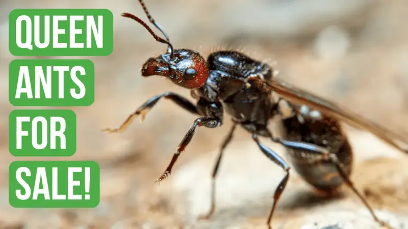 Where To Find Queen Ants For Sale