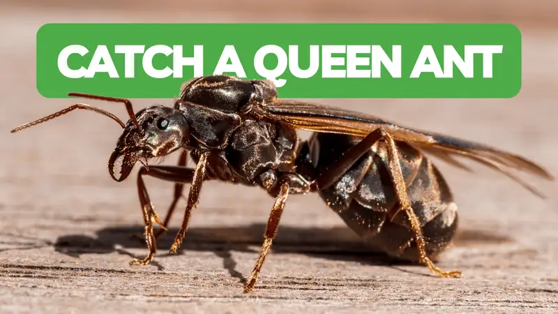 How To Catch Your First Queen Ant!