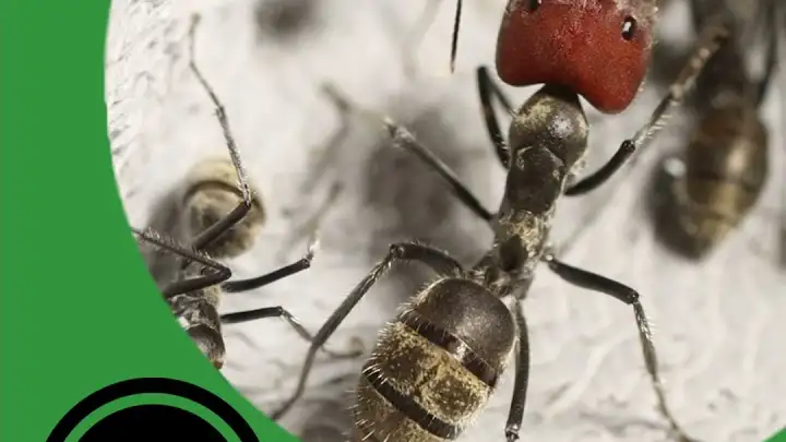 The 5 Ants You Need to Keep, From Beginner to Expert - The Ant Pod