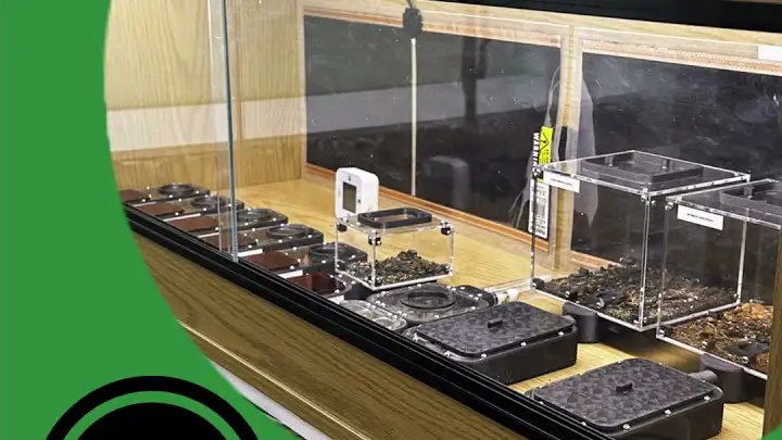 You Should Have A Vivarium! - The Ant Pod