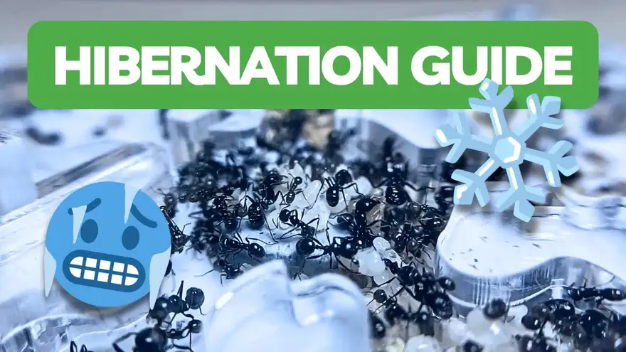 How To Hibernate Your Ants - Hibernation Tutorial