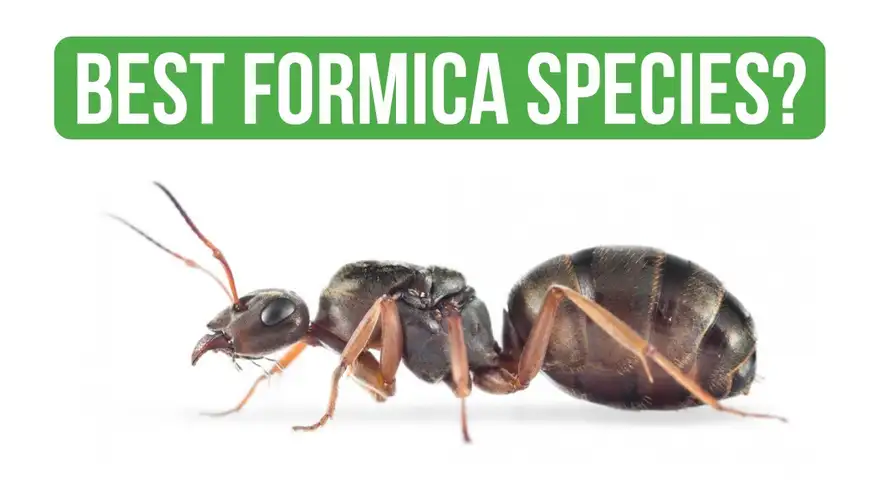 Come Prendersi Cura di Formica Cinerea