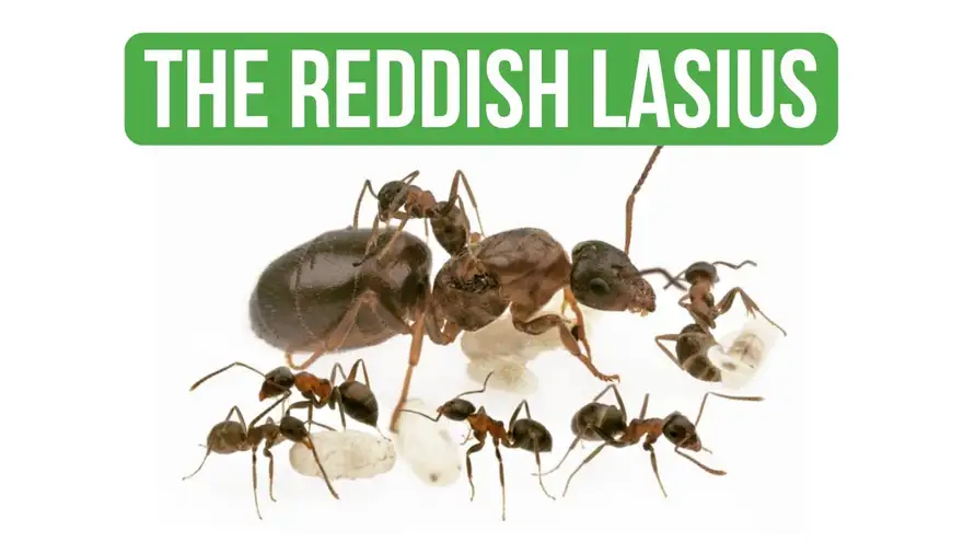 Come Prendersi Cura Di Lasius Emarginatus