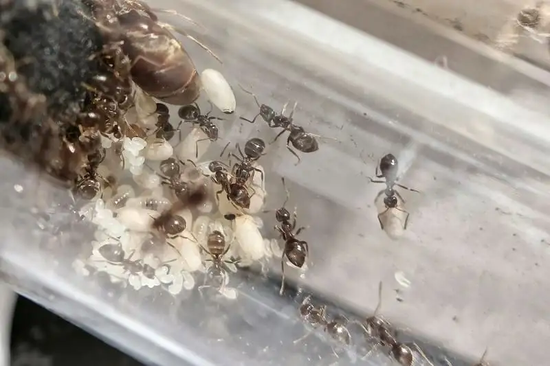 Lasius niger queen with workers, eggs and larvae gathered at the cotton end of a test tube