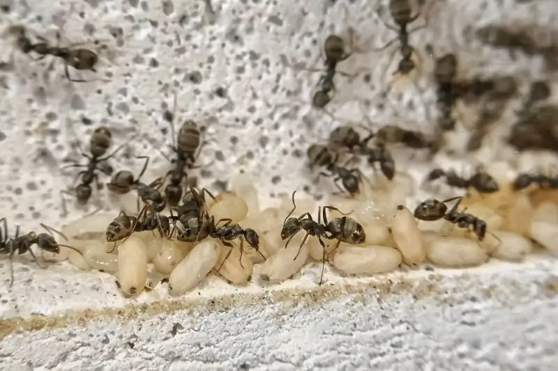 Formica cinerea workers tending a pile of brood inside the chambers of a Ytong nest