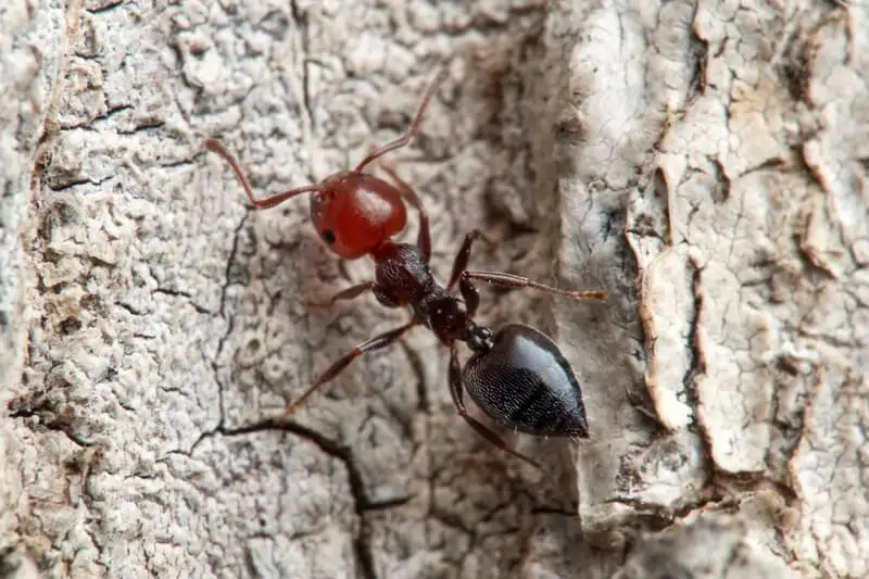Crematogaster scutellaris worker with a red head and shiny black abdomen on tree bark