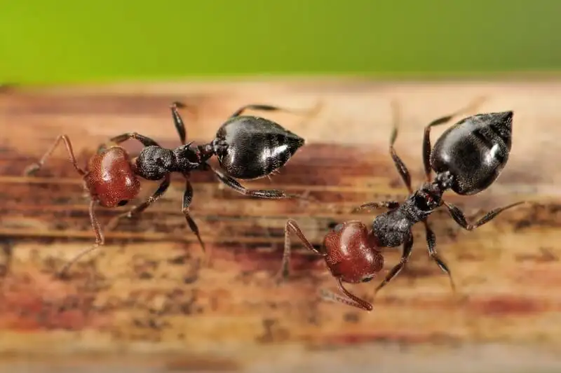 Two Crematogaster scutellaris workers with red heads walking along a plant stem