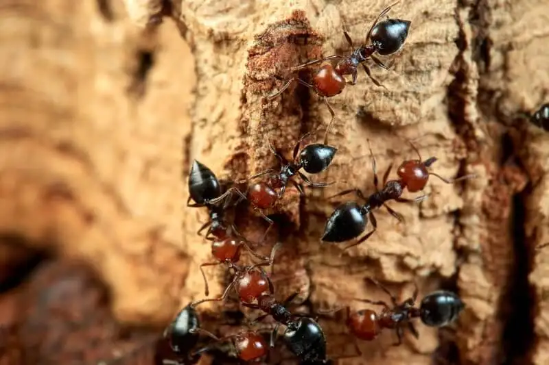 木の樹皮を登る、ハート形の腹部をもつCrematogaster scutellarisの働きアリ