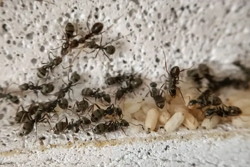 Große Formica-cinerea-Kolonie mit Kokons in einem Ytong-Nest, eine ideale heimische Art für Einsteiger