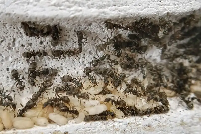 Formica cinerea colony with workers and pale brood packed inside a Ytong nest chamber