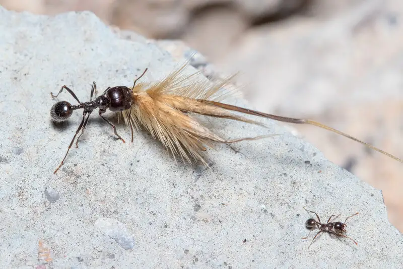 Messor-barbarus-Majorarbeiterin trägt einen Grassamen über einen Stein, daneben eine kleinere Arbeiterin