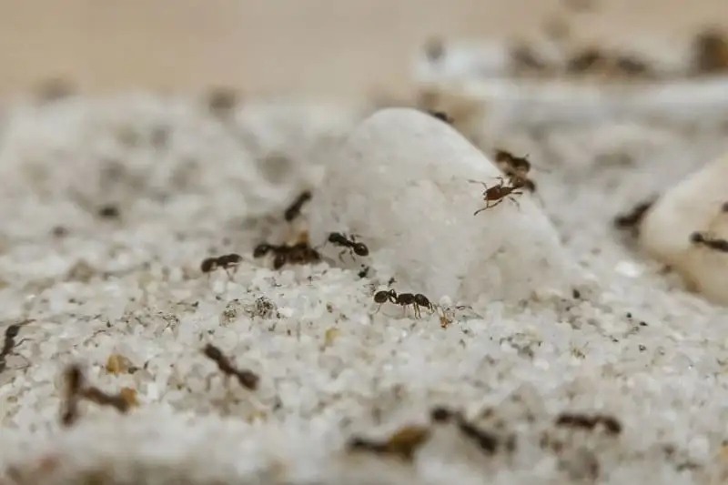 Tetramorium caespitum workers exploring white rocks and sand in an outworld
