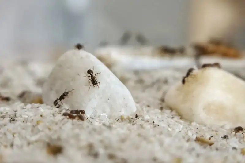 砂地の上の白っぽい石の上で餌を探すTetramorium caespitumの働きアリ