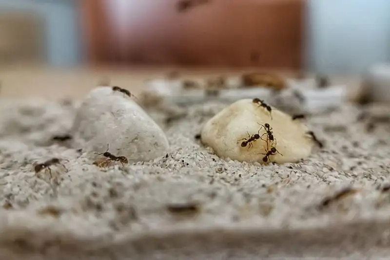 Tetramorium caespitum workers foraging among white stones on a sandy outworld floor
