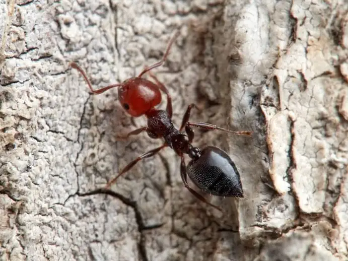 Crematogaster scutellaris ant