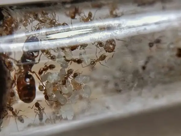 Pheidole pallidula ant