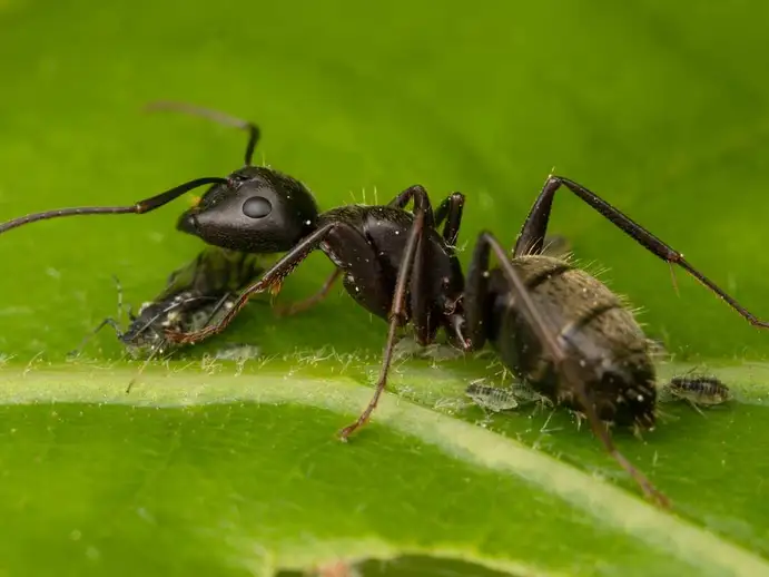 Camponotus pennsylvanicus ant