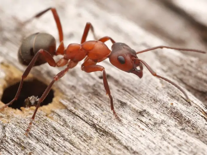 Formica sanguinea ant