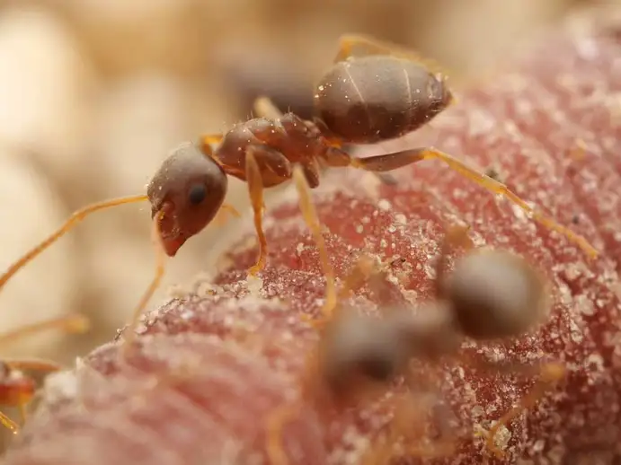 Lasius alienus ant