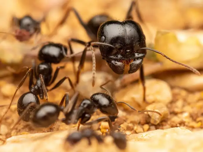 Messor capitatus ant