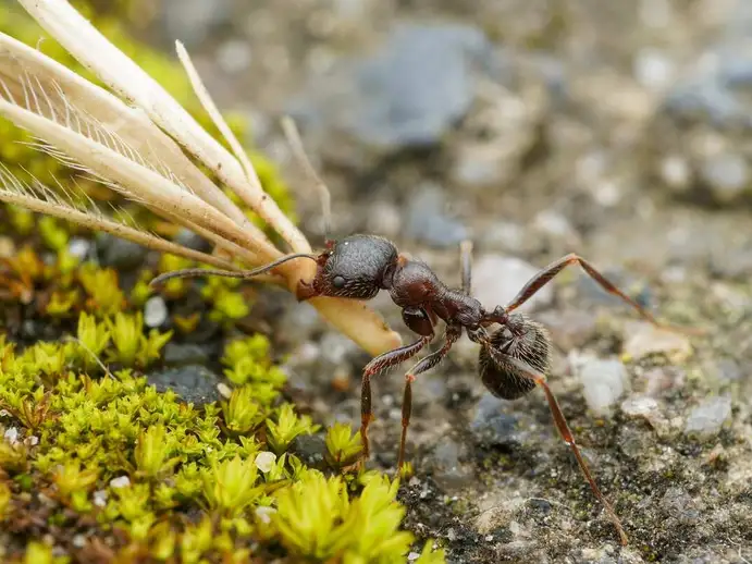 Messor ibericus ant