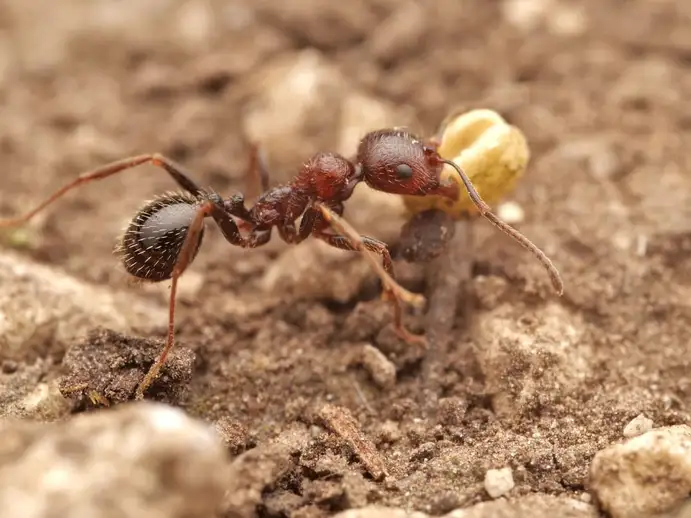 Messor structor ant