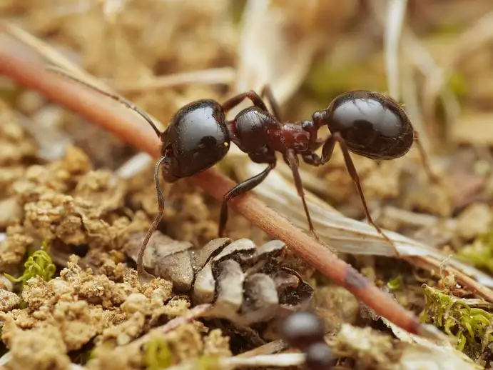 Messor wasmanni ant