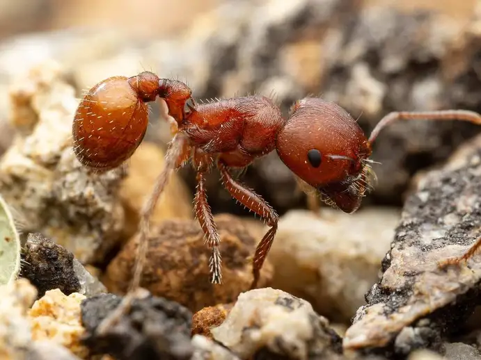 Pogonomyrmex barbatus ant