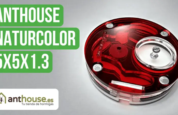 Anthouse Acrylic NaturColor 5x5x1.3 Nest Review