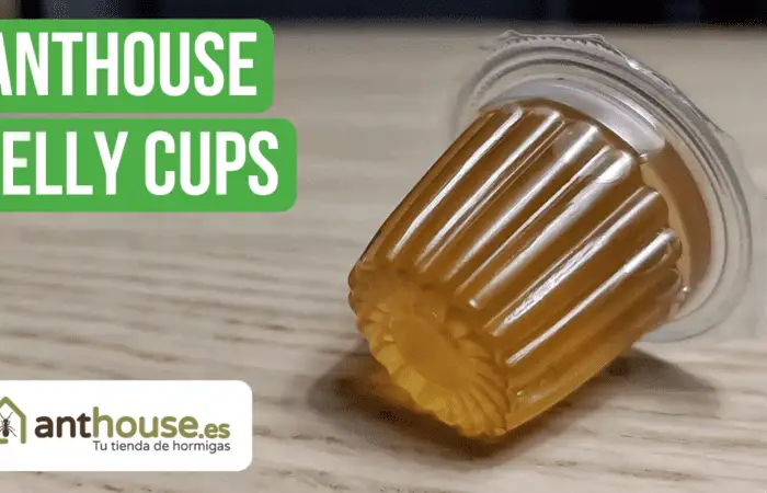 Anthouse Jelly Cups Review