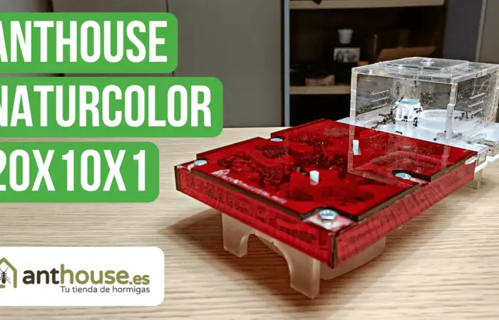 Anthouse Acrylic NaturColor 20x10x1 Nest Review