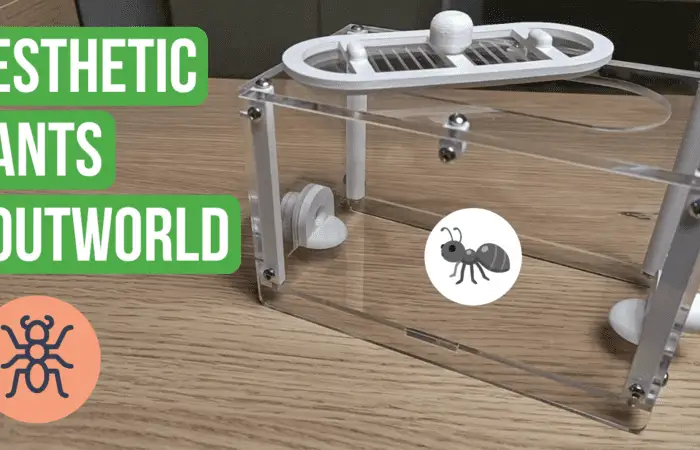 Esthetic Ants Outworld Review